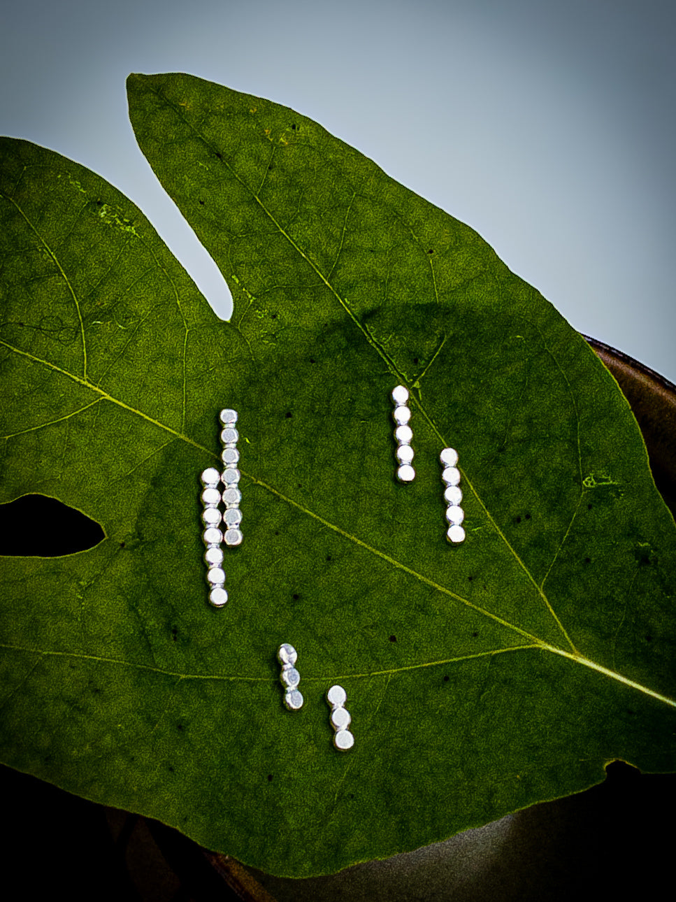 Simple Silver Dot Climber Earrings