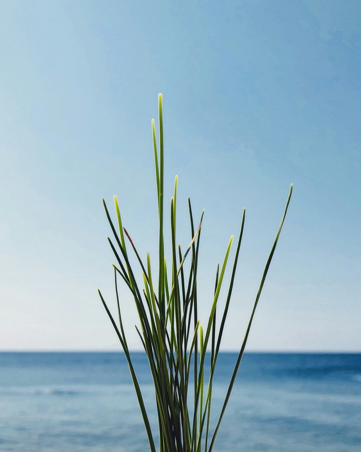 Beach Grass Sterling Silver Earrings